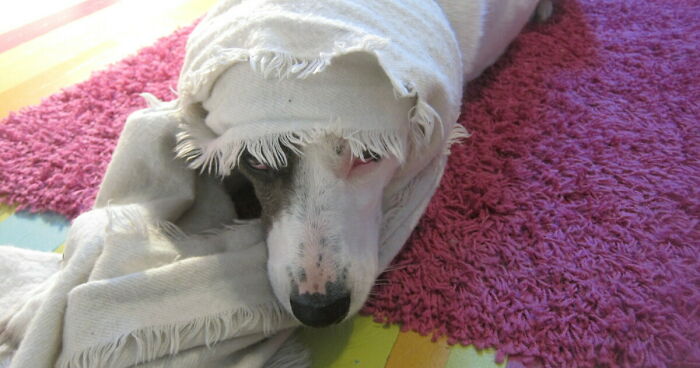 Hey Pandas, Post A Photo Of Your Dog Being Grumpy (Closed)