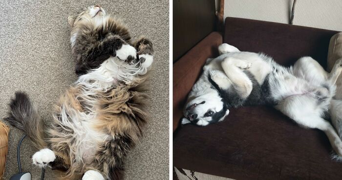 Hey Pandas, Capture A Picture Of Your Pet Sleeping (Closed)