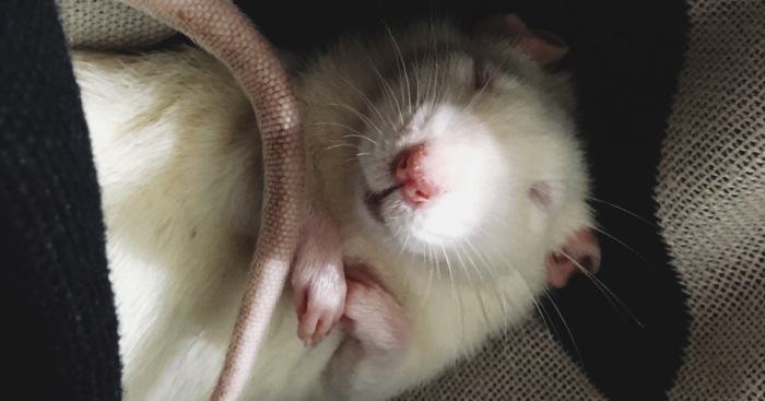 Hey Pandas, Are There Any Rat/Mouse Lovers Out There? Share Your Funny Pics Of Your Pet (Closed)