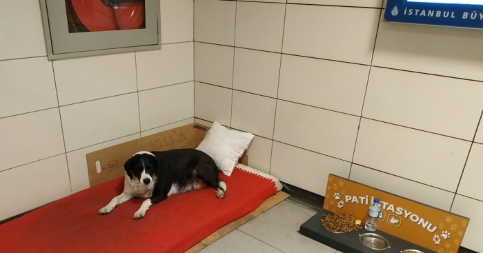 Hey Pandas, Are There Any Interesting Places In Your City Where Animals Live? (Closed)