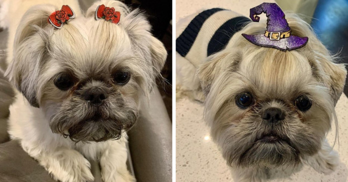 I Have Been Making Handpainted Bows For My Dog For Almost 2 Years. Here Are Some Of My Favorites