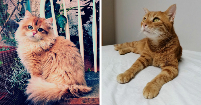 Hey Pandas, Post The Best Pic Of Your Pet (Closed)