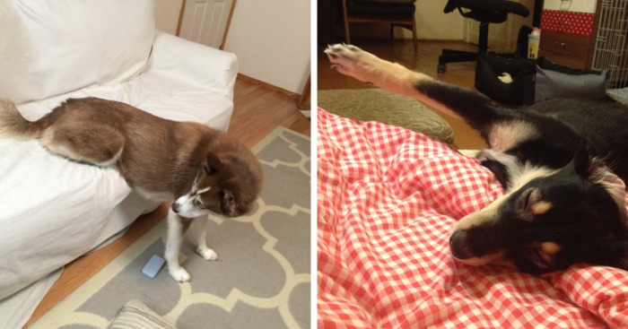 Hey Pandas, Post A Picture Of Your Dog In The Funniest Pose (Closed)