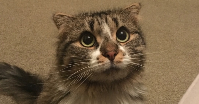 Hey Pandas, Post The Cutest Photo Of Your Cat (Closed)