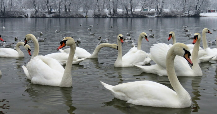 Hello Pandas, Share Your Favorite Winter Landscape With Interesting Color Accents (Closed)