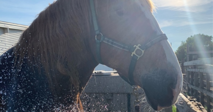 Hey Pandas, Show Your Equines (Closed)