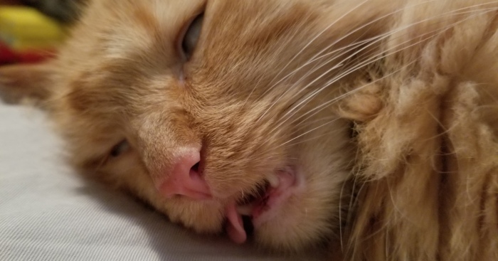 Hey Pandas, Post The Most Unflattering Photo Of Your Pet (Closed)