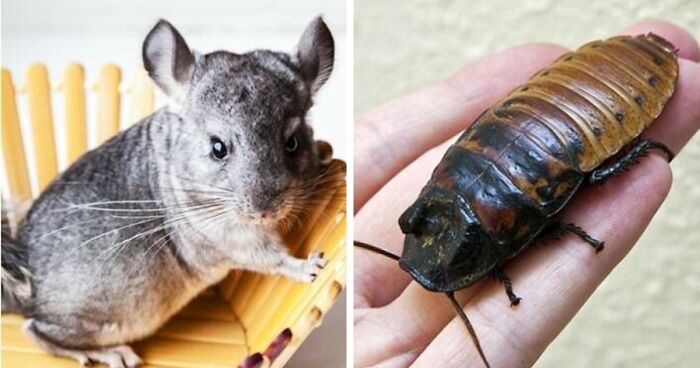 Hey Pandas, Share Your Unusual Pets