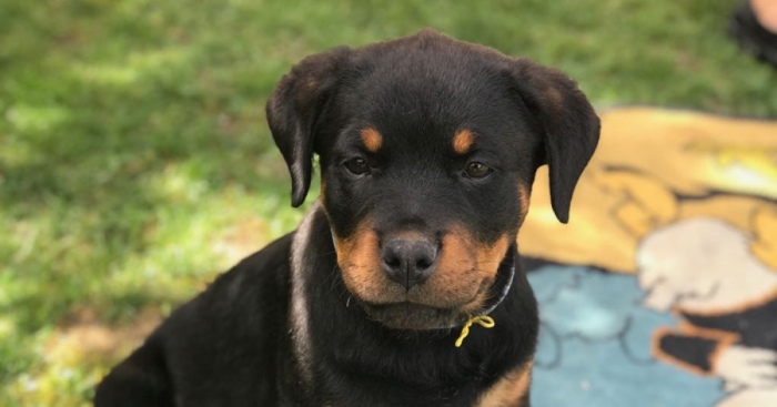 Hey Pandas, Post A Pic Of Your Pets (Closed)