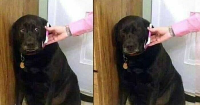 Hey Pandas, Post The Most Relatable Thing You Have Ever Seen (Closed)