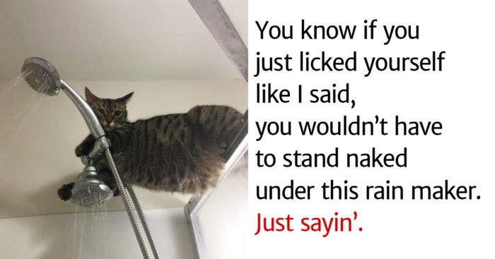 Hey Pandas, Post Some Cat Memes To Make Us Feel Better When We’re Sad (Closed)