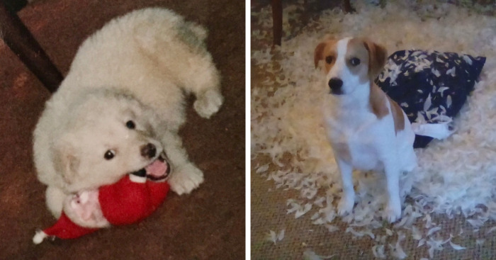 Hey Pandas, Share A Pic Of Your Pet Destroying Something