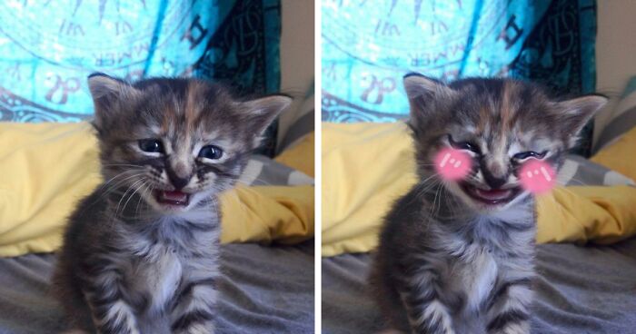 Hey Pandas, Make This Cat Happy Again By Photoshoping It (Closed)