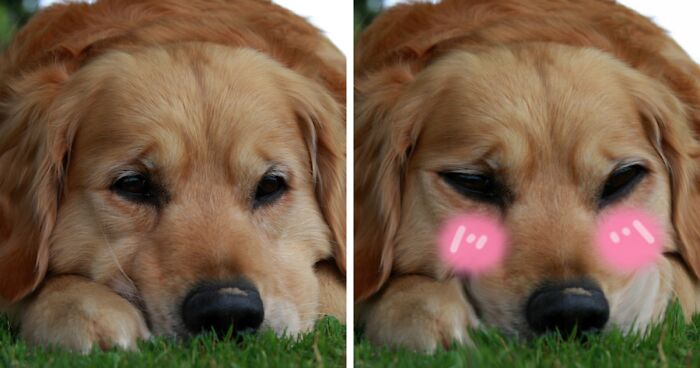 Hey Pandas, Make This Dog Happy Again By Photoshoping It (Closed)