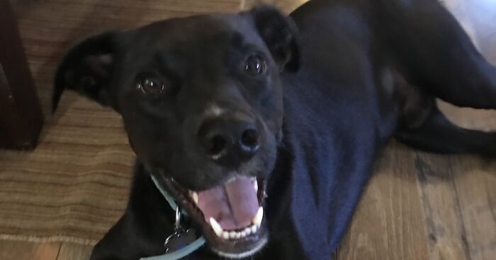 Hey Pandas, Draw Or Photoshop My Dog To Look Crazier Than He Already Is (Closed)