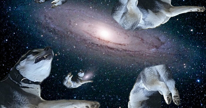 Hey Pandas, Can You Photoshop Your Pet To Make Them Look Hilarious (Closed)