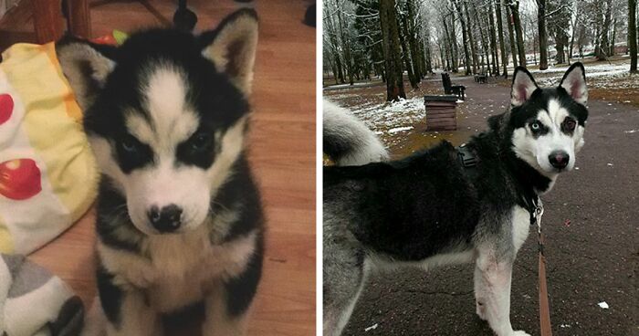 Hey Pandas, Post A Picture Of Your Pet When You First Got Them And Of Your Pet Now (Closed)