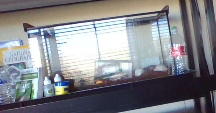 Hey Pandas, Post A Picture Of Your Pet Bird, Reptile, Amphibian, Or Invertebrate (Closed)