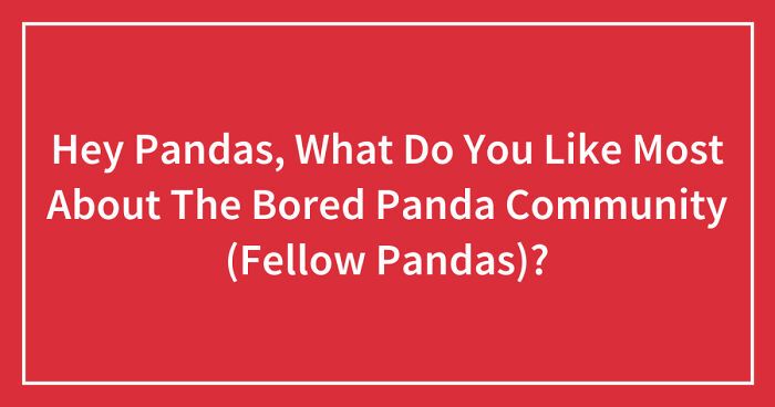 Hey Pandas, What Do You Like Most About The Bored Panda Community (Fellow Pandas)? (Closed)