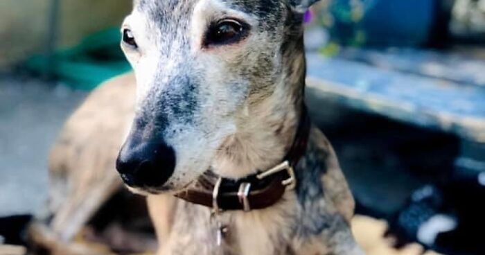 #ModelChallenge On Facebook Has People Sharing The Most Modelesque Pics Of Their Doggies (50 Pics)