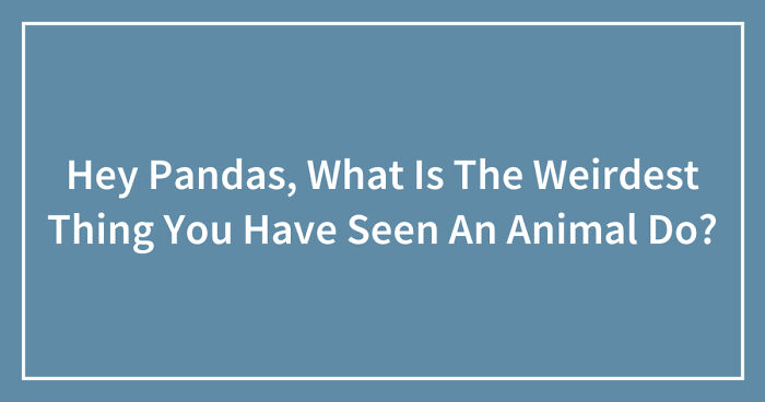 Hey Pandas, What Is The Weirdest Thing You Have Seen An Animal Do? (Closed)