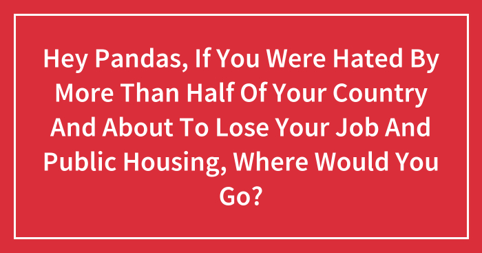 Hey Pandas, If You Were Hated By More Than Half Of Your Country And About To Lose Your Job And Public Housing, Where Would You Go? (Closed)