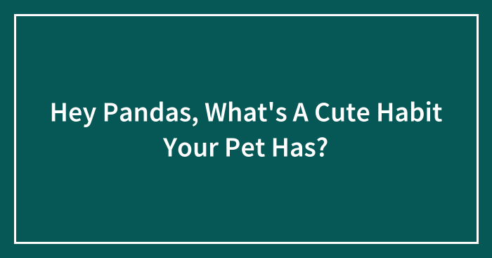 Hey Pandas, What’s A Cute Habit Your Pet Has? (Closed)