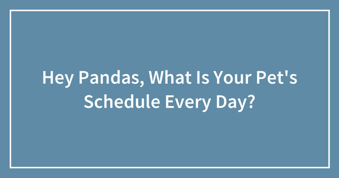 Hey Pandas, What Is Your Pet’s Schedule Every Day? (Closed)