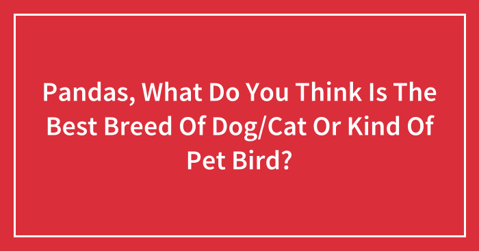 Pandas, What Do You Think Is The Best Breed Of Dog/Cat Or Kind Of Pet Bird? (Closed)