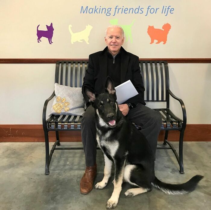 Major Biden, First Rescue Dog In The White House, Had A Virtual "Indoguration" That Attracted 10,000 Viewers Major Biden, First Rescue Dog In The White House, Had A Virtual "Indoguration" That Attracted 10,000 Viewers