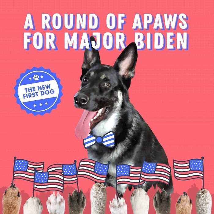 Major Biden, First Rescue Dog In The White House, Had A Virtual "Indoguration" That Attracted 10,000 Viewers Major Biden, First Rescue Dog In The White House, Had A Virtual "Indoguration" That Attracted 10,000 Viewers
