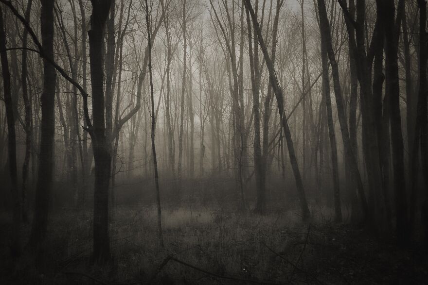 Foggy Morning In The Woods In Back Of Our House