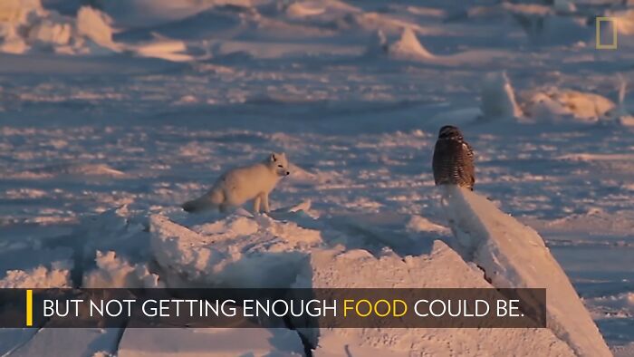 The Curious Incident Between An Owl And A Fox In The Night-Time Captured On Camera