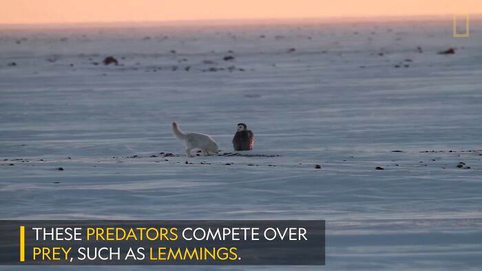 The Curious Incident Between An Owl And A Fox In The Night-Time Captured On Camera
