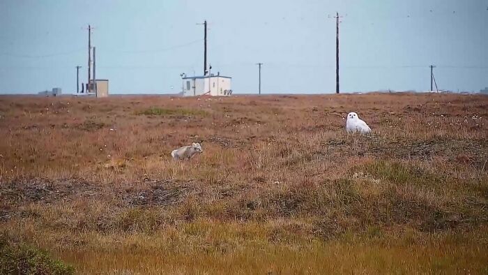 The Curious Incident Between An Owl And A Fox In The Night-Time Captured On Camera