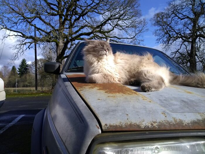 Frankie, Queen Of The Parking Lot