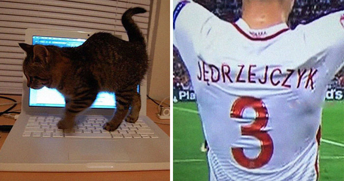 50 Funny Cat Jokes Created By People Clearly Living With One