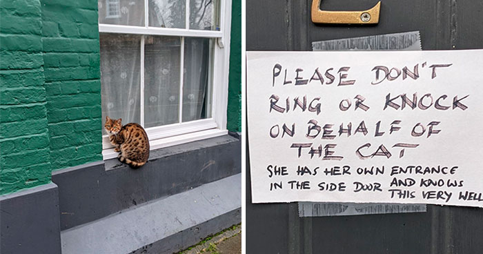 34 Times Cats Acted So Audacious That Their Owners Put Up A Sign To Warn Others About Their Ways