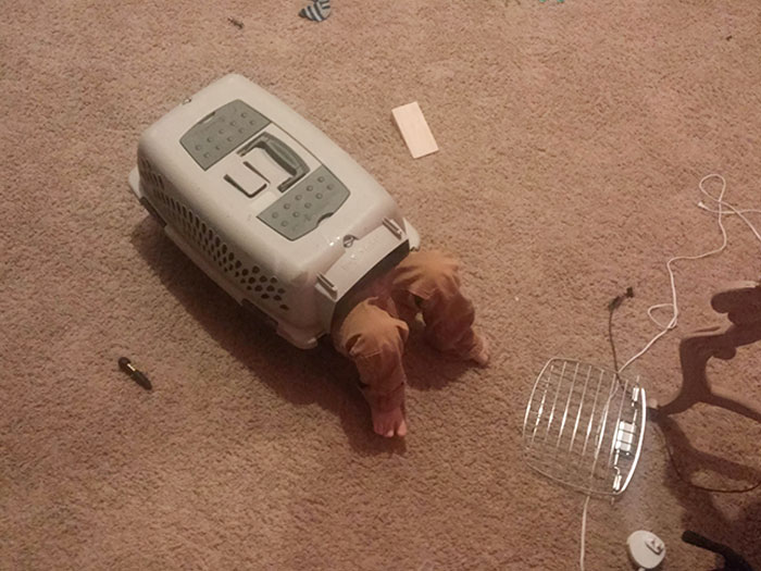 Heard My Son Making Weird Cat Noises. Found Him This Way