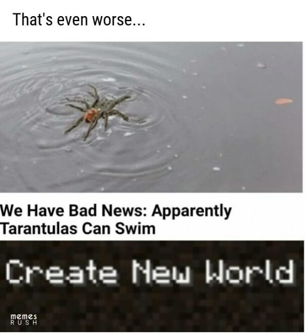 Spiders... Spiders Everywhere