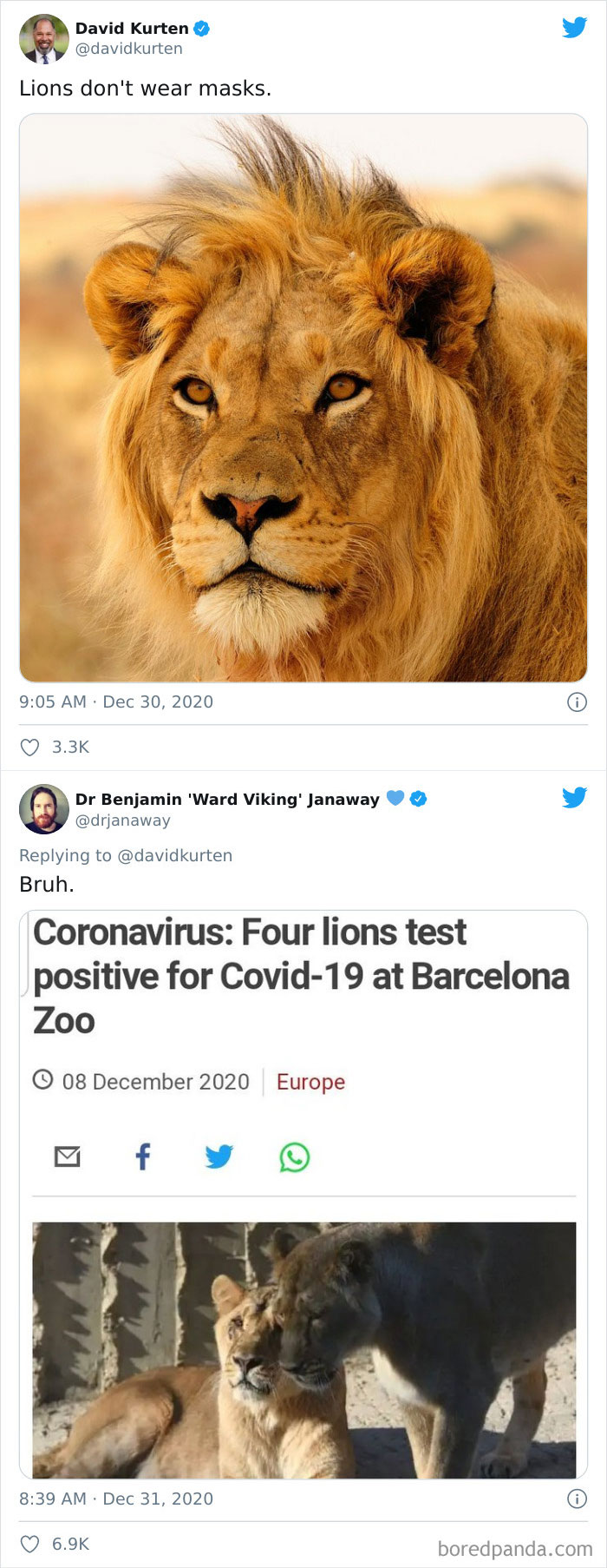 Lions Don’t Wear Masks