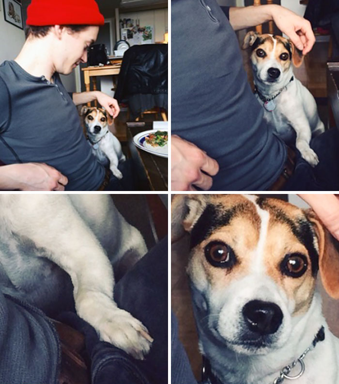 Help. I Think My Dog Is Trying To Steal My Boyfriend