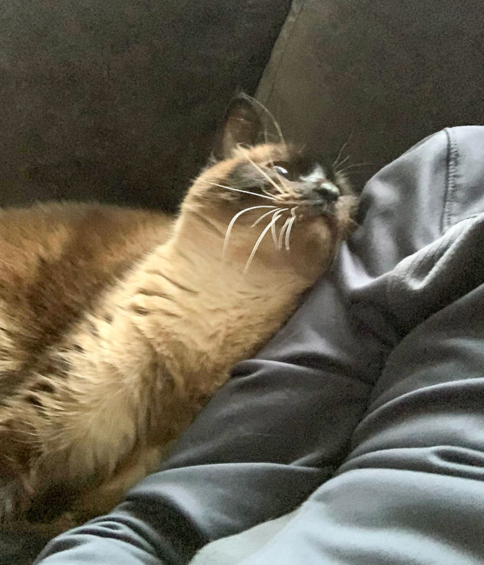 My Husband Didn’t Want A Cat. Now We Have One That Shoots Hearts Out His Eyeballs At My Husband