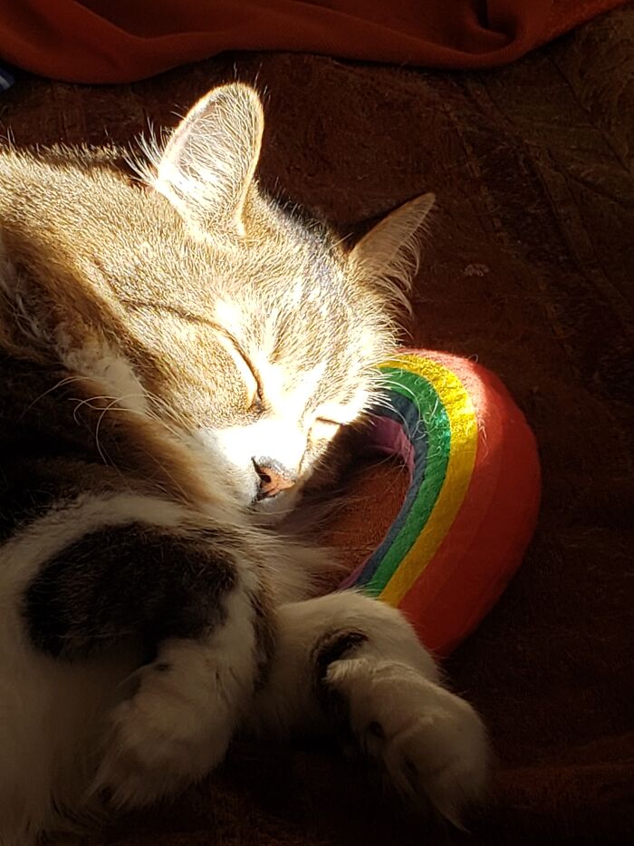 Grendel Exhausted From Cat Nip, Sunshine And Being Silly. May We All Be So Lucky This Year.