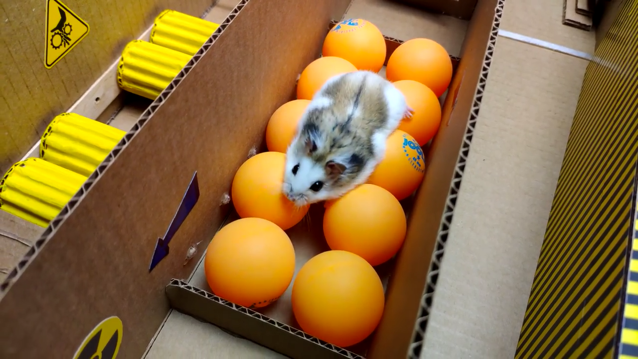 Person Shows Their Hamster Escaping A Prison In Amazing Obstacle Course Video, Captures The Hearts Of 55 Million People Person Shows Their Hamster Escaping A Prison In Amazing Obstacle Course Video, Captures The Hearts Of 55 Million People