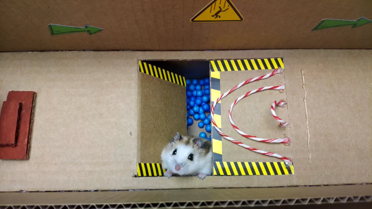 Person Shows Their Hamster Escaping A Prison In Amazing Obstacle Course Video, Captures The Hearts Of 55 Million People