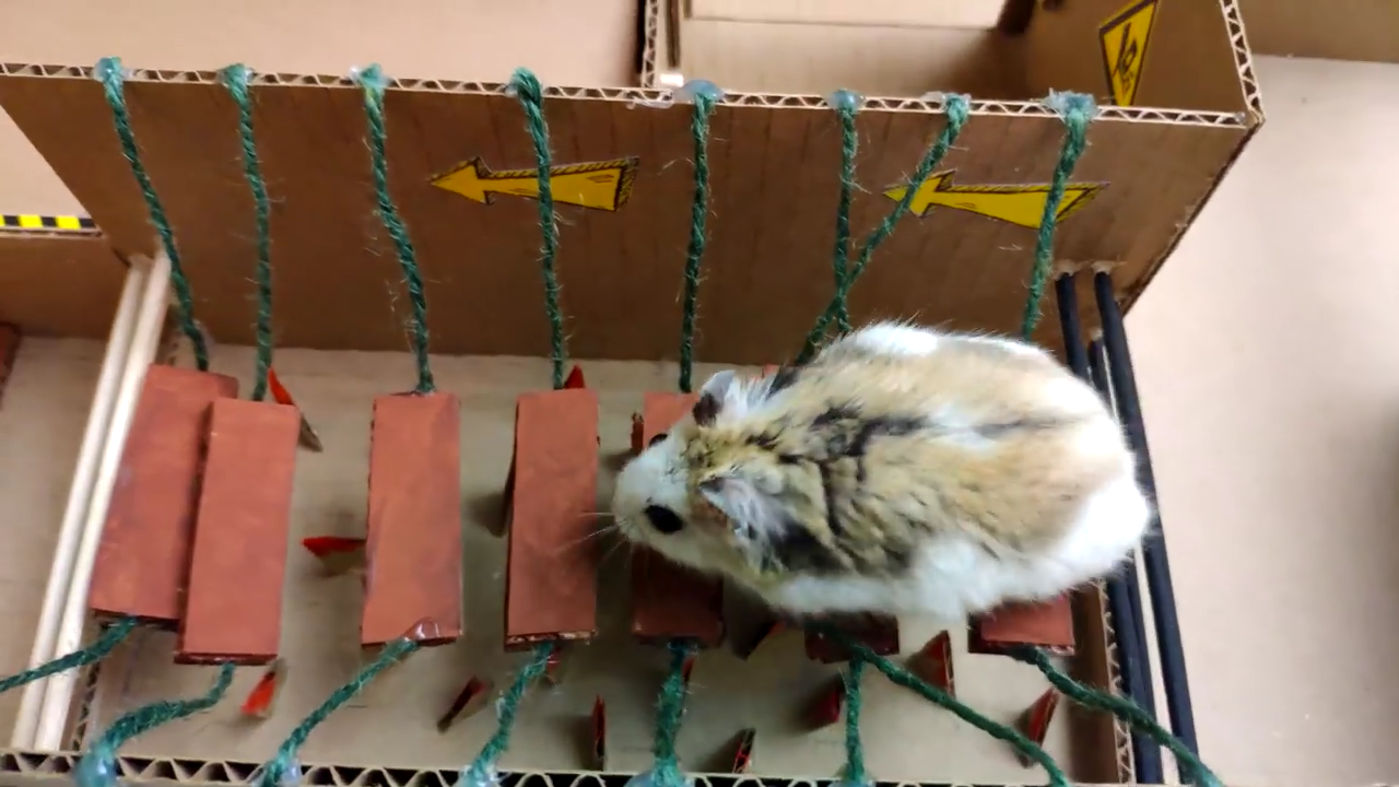 Person Shows Their Hamster Escaping A Prison In Amazing Obstacle Course Video, Captures The Hearts Of 55 Million People Person Shows Their Hamster Escaping A Prison In Amazing Obstacle Course Video, Captures The Hearts Of 55 Million People
