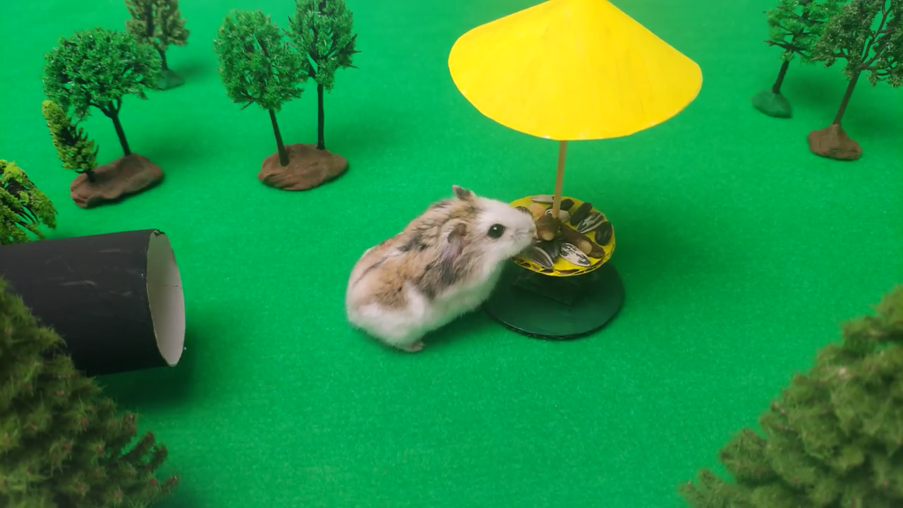Person Shows Their Hamster Escaping A Prison In Amazing Obstacle Course Video, Captures The Hearts Of 55 Million People Person Shows Their Hamster Escaping A Prison In Amazing Obstacle Course Video, Captures The Hearts Of 55 Million People