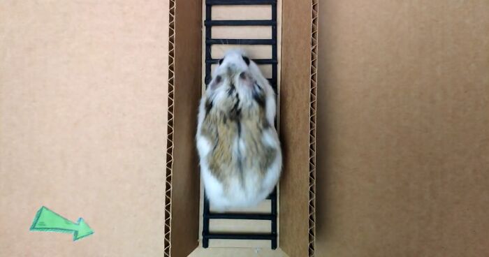 Person Shows Their Hamster Escaping A Prison In Amazing Obstacle Course Video, Captures The Hearts Of 55 Million People