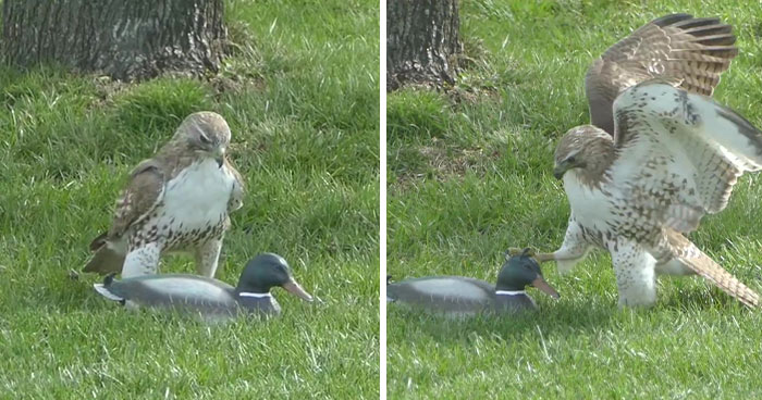 Hawk Is Completely Confused As To Why This “Duck” Isn’t Responding To Its Threats